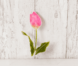 フロスティングフラワー